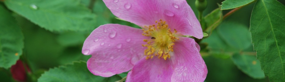 Bulkley Valley Naturalists