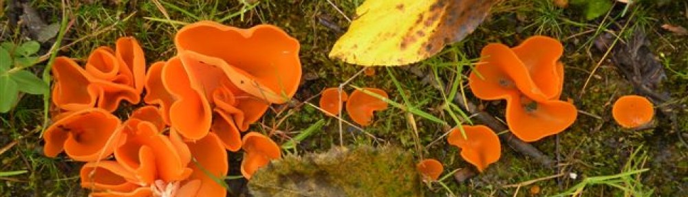 Bulkley Valley Naturalists