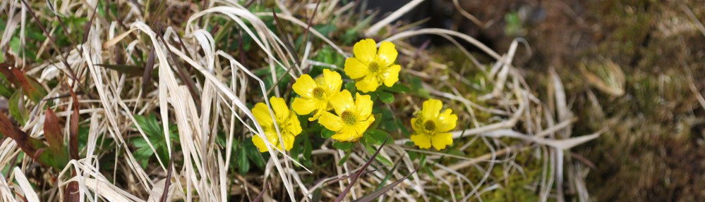 Bulkley Valley Naturalists